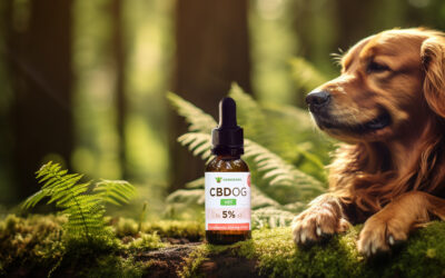 CBD dla psów w świetle badań naukowych